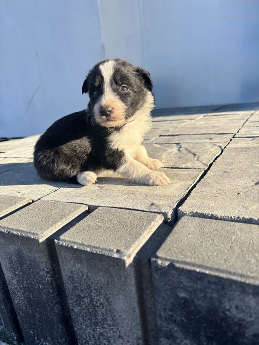 Czarno-Biały piesek border collie