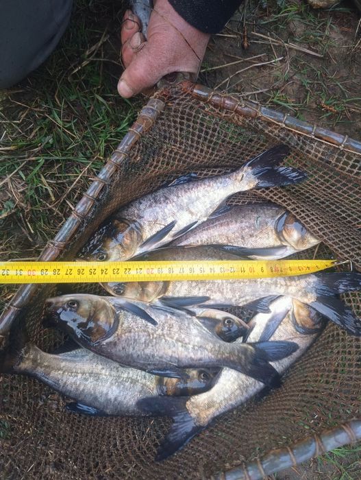 Kroczek tołpygi pstrej 22-30 cm