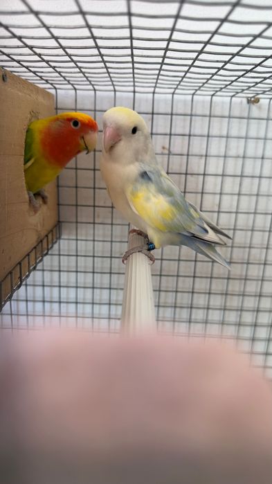 Casal de Agapornis Roseicollies