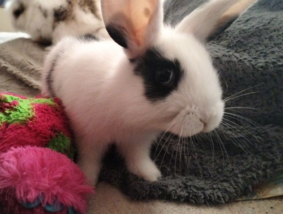 Декоративні кролики