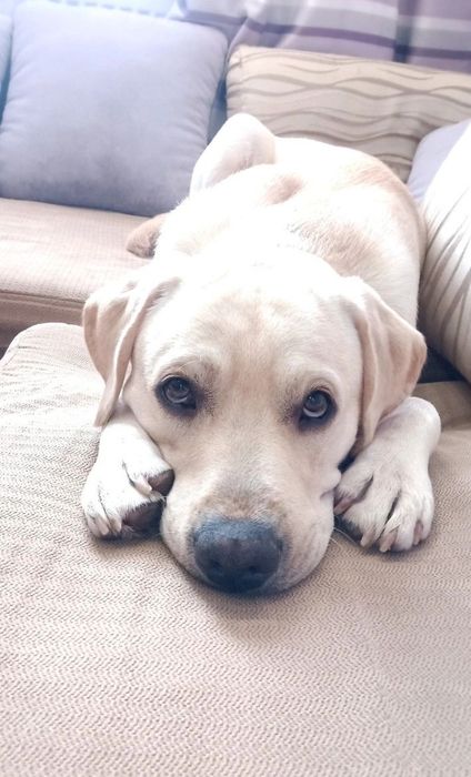 Злучка собак (лабрадр)