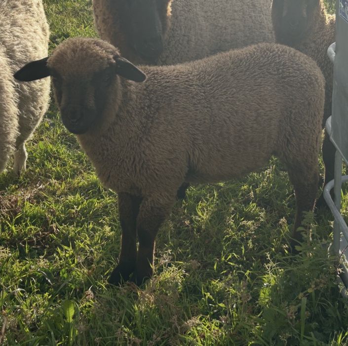 Vendo borrego com 3/4 meses