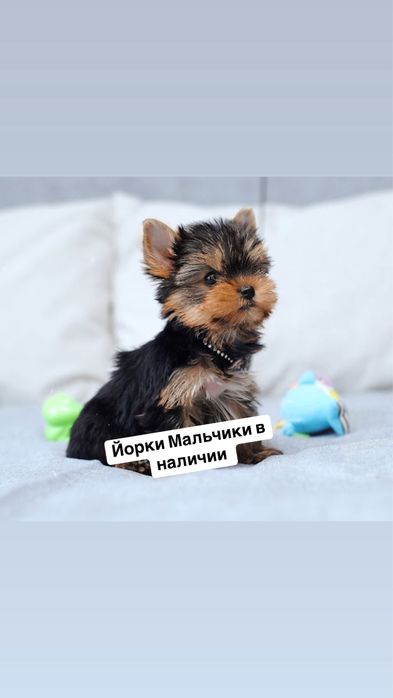 Йорки щеночки в продаже