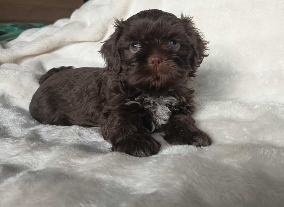 Shih tzu czekoladowy