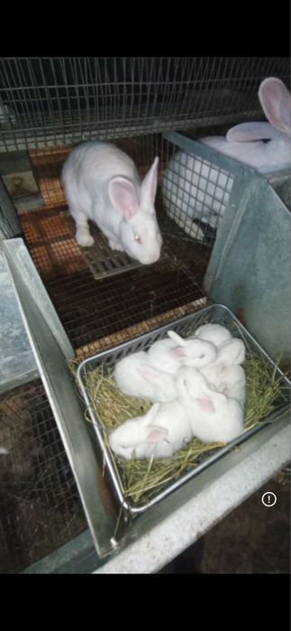 Термонська біла кітних кроличок самці