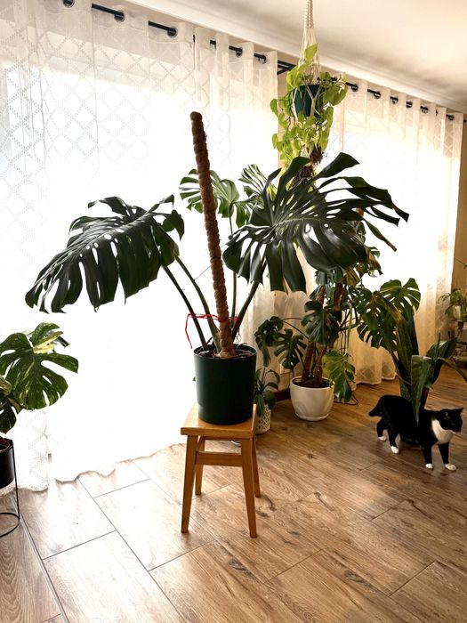Monstera Big Form