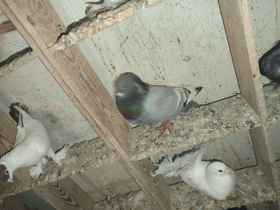 Witam sprzedam gołębie rysie na pasach 3 sztuki  MOŻLIWOŚĆ DOWOZU