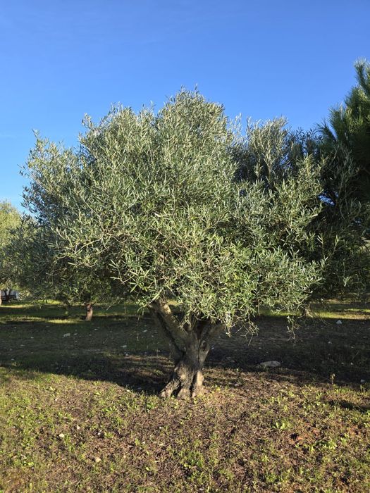 Oliveiras para venda