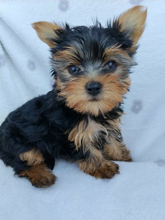 York Terrier, York Shire terrier.