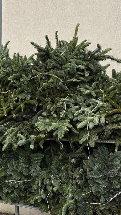 Банчі нобіліс 5 кг — ялинка для декору!