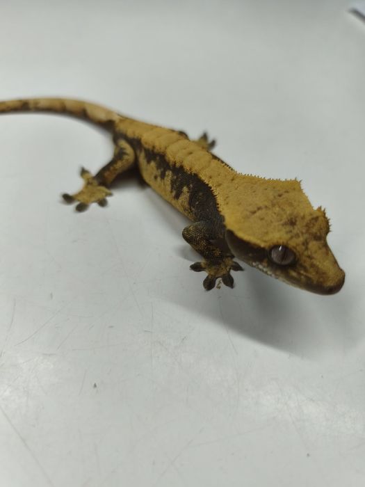 Gekon orzęsiony samiec