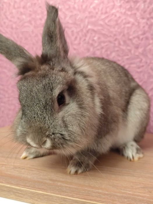 Декоративний кролик. Відамо в добрі руки