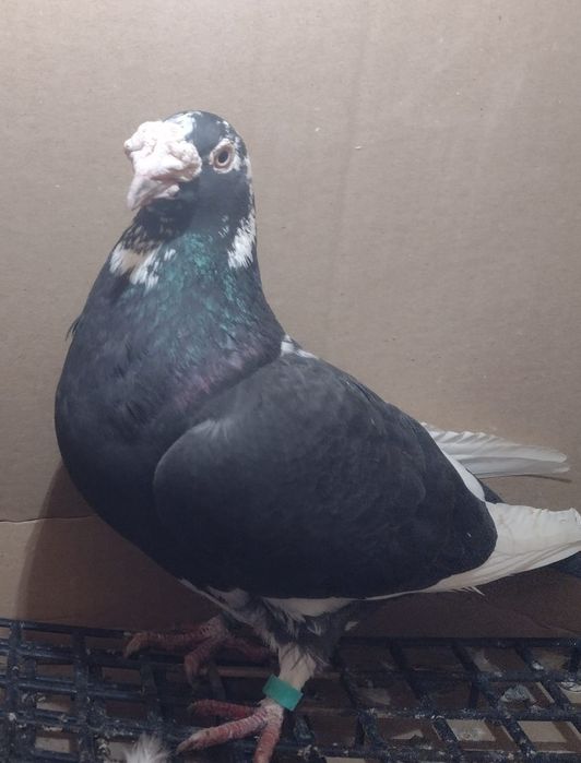 Gołębie staropolskie