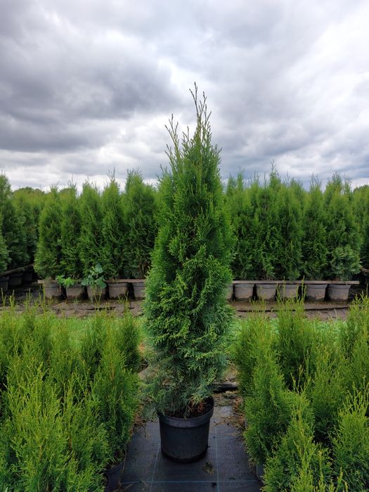 Tuja szmaragd 150cm! ŻYWOPŁOT! PROMOCJA!