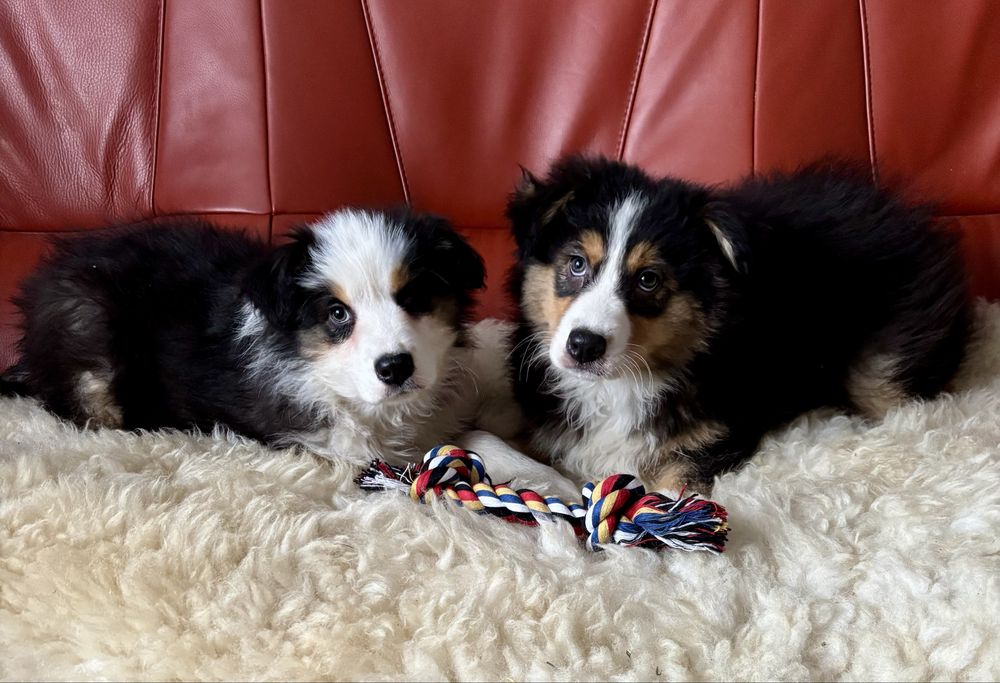 Owczarek australijski-piesek