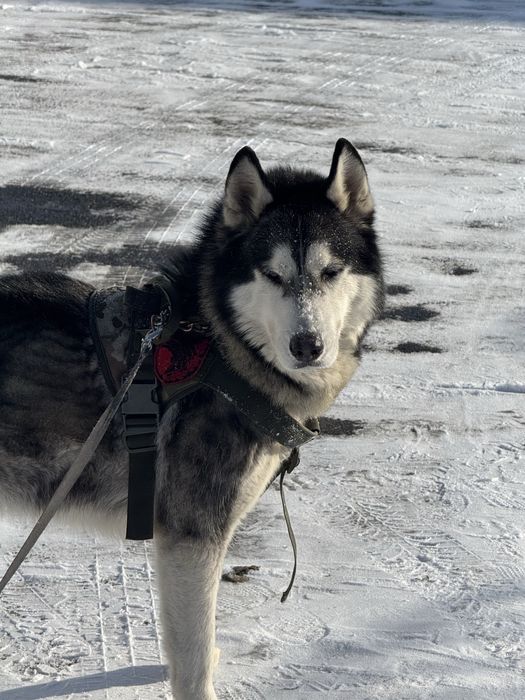 Отдам хаски в добрые руки
