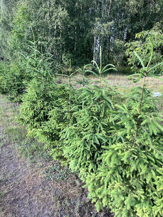 Świerk pospolity, świerk kłujący (srebrny)