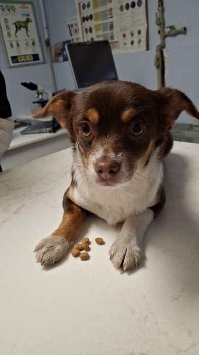 Віддам щеня, дівчинку