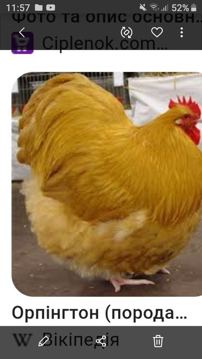 Продам півні  є вибір