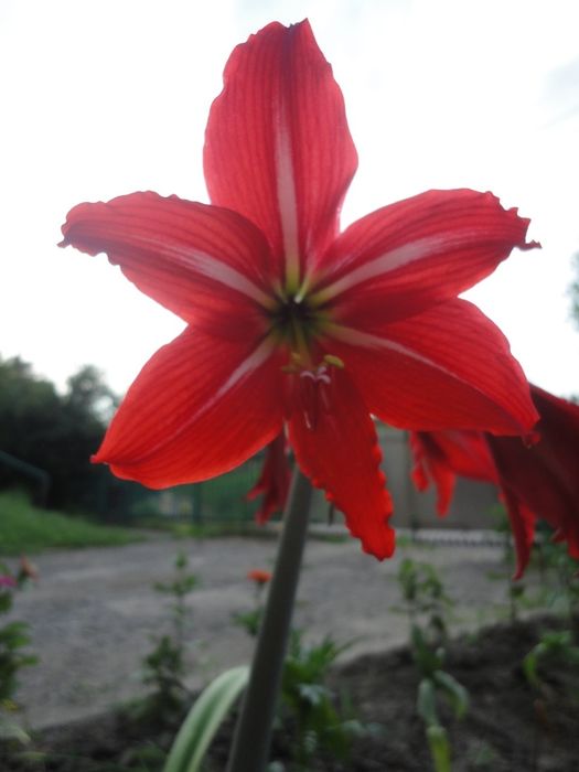 Гиппеаструм червоний