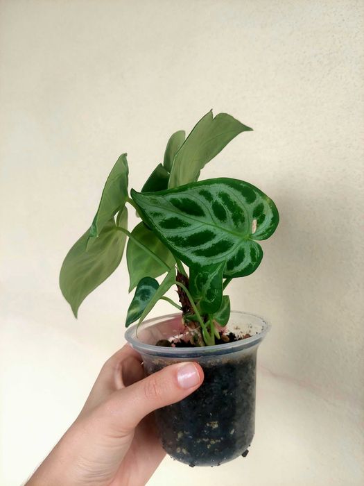 Planta Anthurium crustallinum 'Silver Blush'