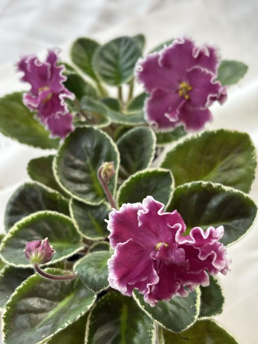 АКЦІЯ Сортові фіалки листочки