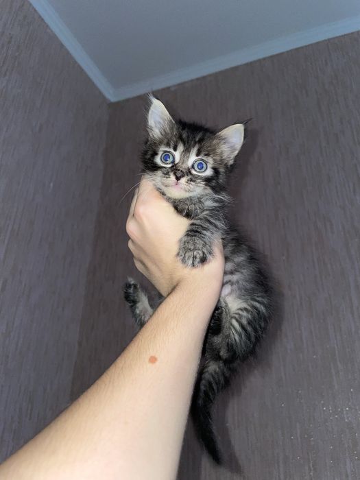 Дарую активних кошенят