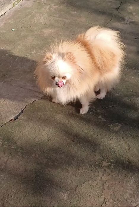 Мальчик шпица.