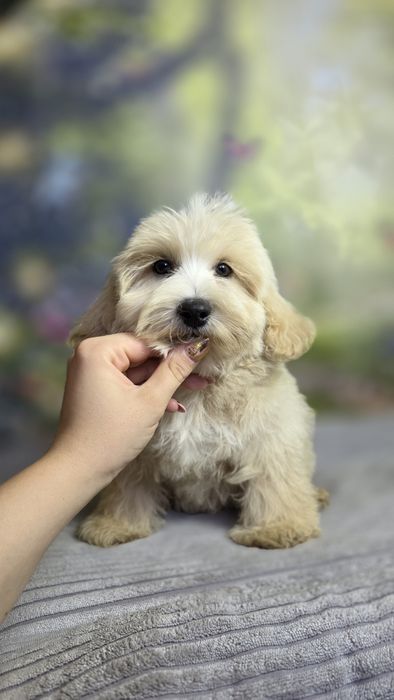 Maltipoo piękny piesek badania wyprawka