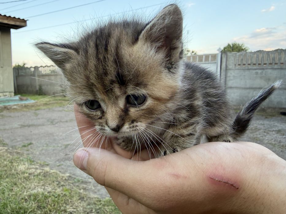 Віддам кошеня у добрі руки