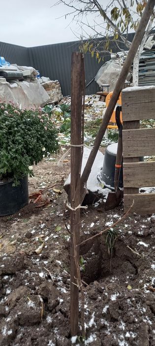 Магнолия Суланжа