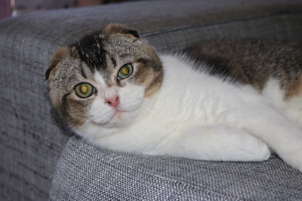 Um gatinho  scottish fold bicolor