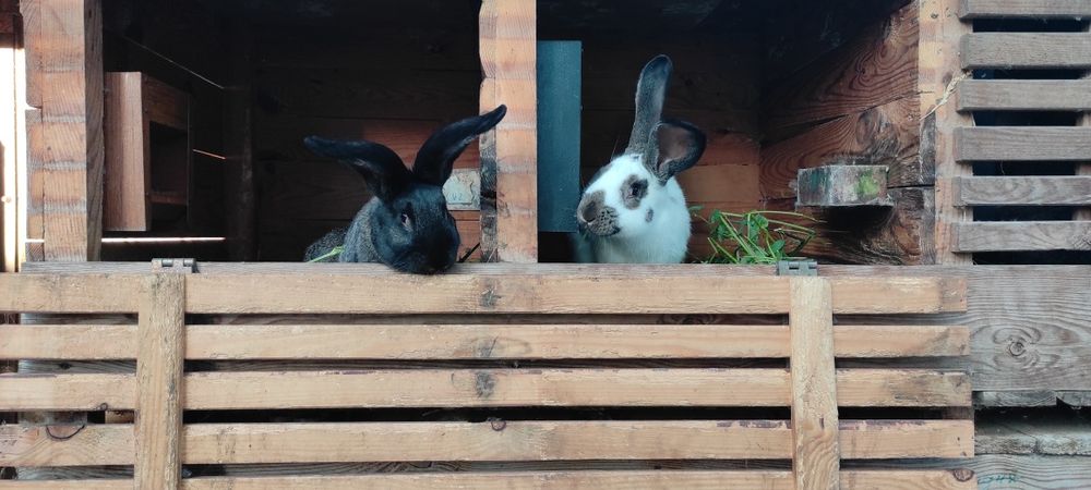 Кріль, самець кроля, німецький строкач