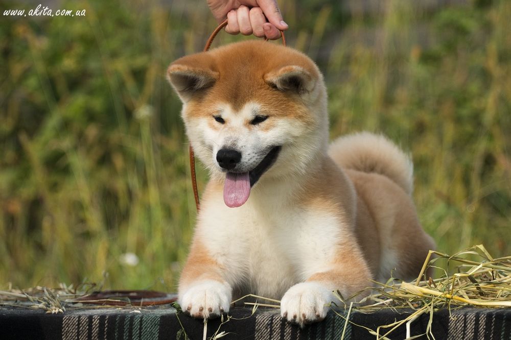 Акіта іну , цуценята акіти , японська акіта
