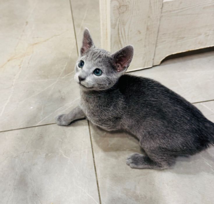 Kotka rosyjska niebieska