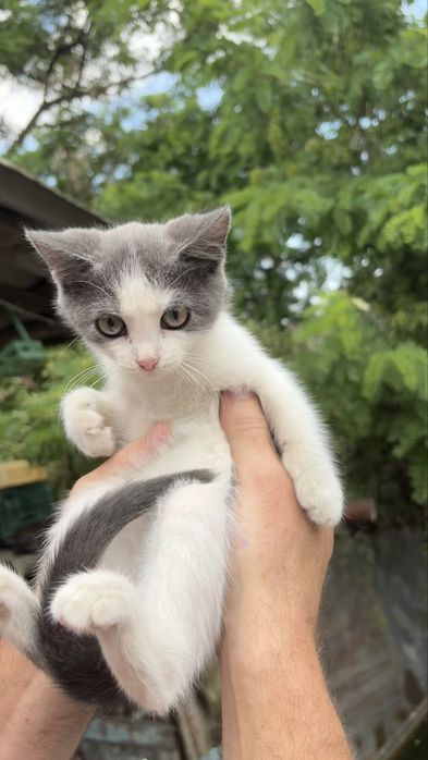 Отдам котят в добрые  руки бесплатно…… две девочки