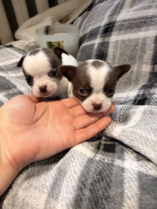 Дітки чихуахуа , хлопчики і дівчинка з документами