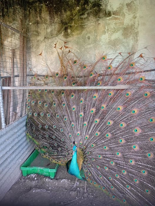 Ovos pavão azul, verde e alerquin