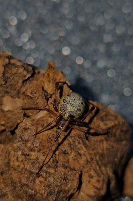 Pająk wdowa Latrodectus geometricus samica