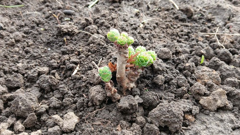 Золотой корень/Родиола