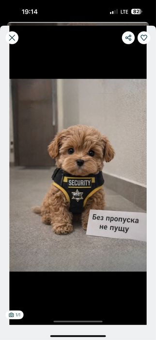 .ПРЕМИУМ• мальтипу карамель и ред браун мальтіпу +