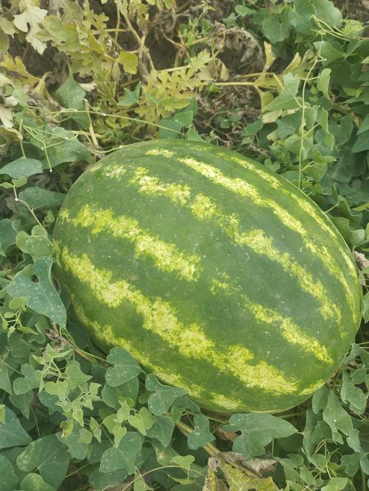 Продам арбуз,сорт Продюсер премиум