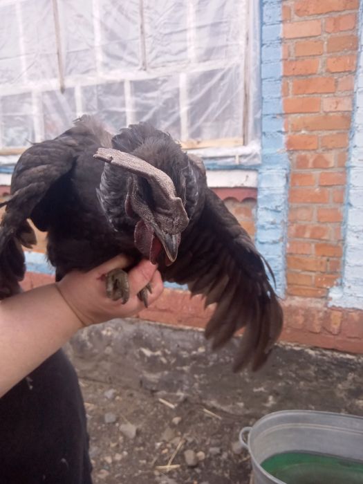 Продам півнів продам