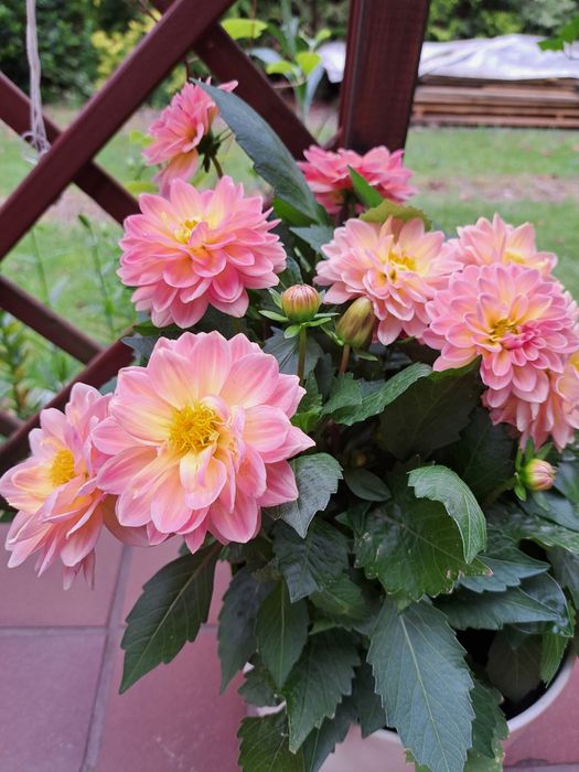 Dalia niska karpa kolor brzoskwiniowy