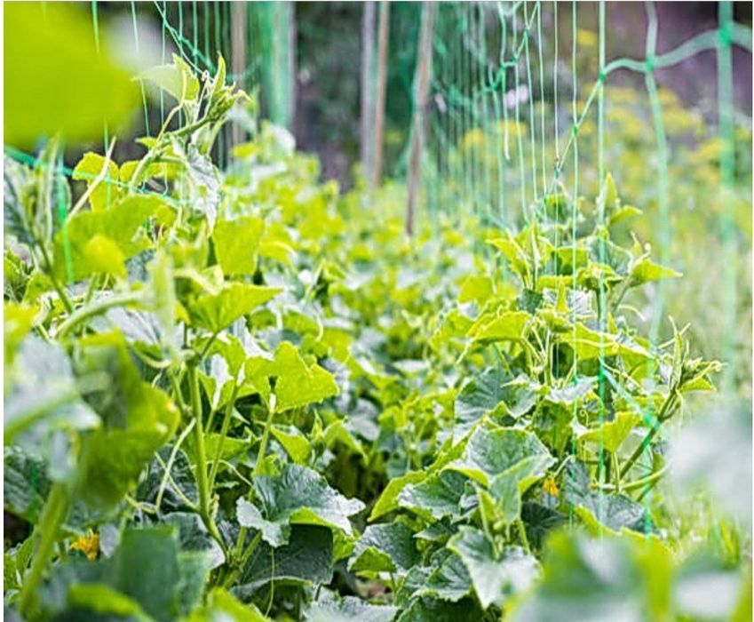 Сiтка шпалерна (огiркова) 1,7*500м. (від 10 рулонів знижка)