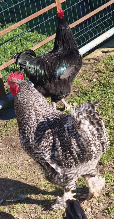 Maline GENÉTICA Bélga