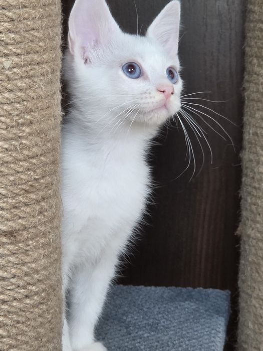 Кот манчкин лонг, 2.5 мес