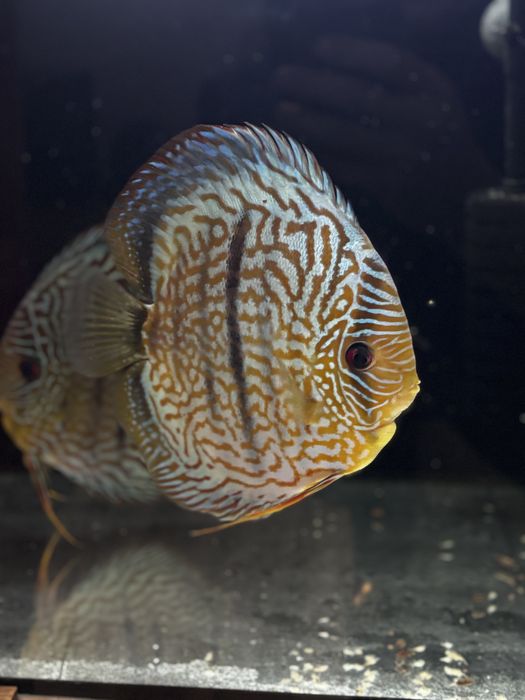 Sprzedam dyskowce 5-8cm  CZYTAC OPIS