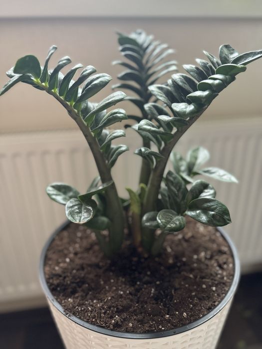 Заміокулькас Зензі