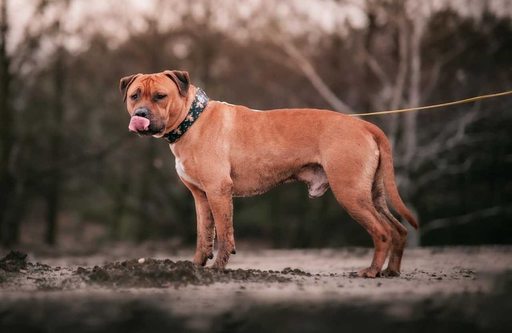 Super pies w typie TTB - Clyde do adopcji